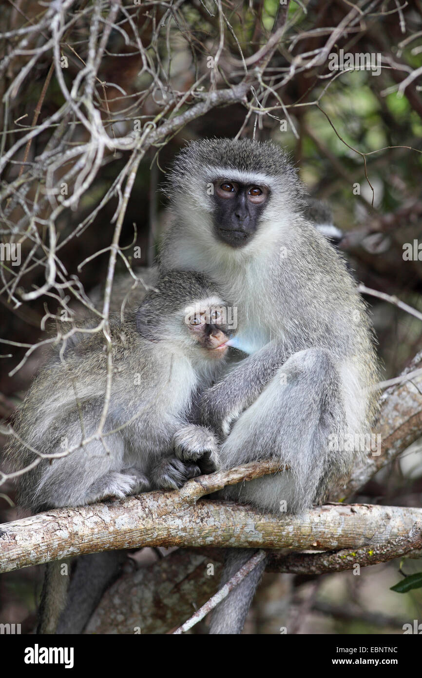Grivet monkey, Savanna monkey, Green monkey, Vervet monkey (Cercopithecus aethiops), female with a young sitting in a tree, young suckling by the mother, South Africa, St. Lucia Wetland Park Stock Photo