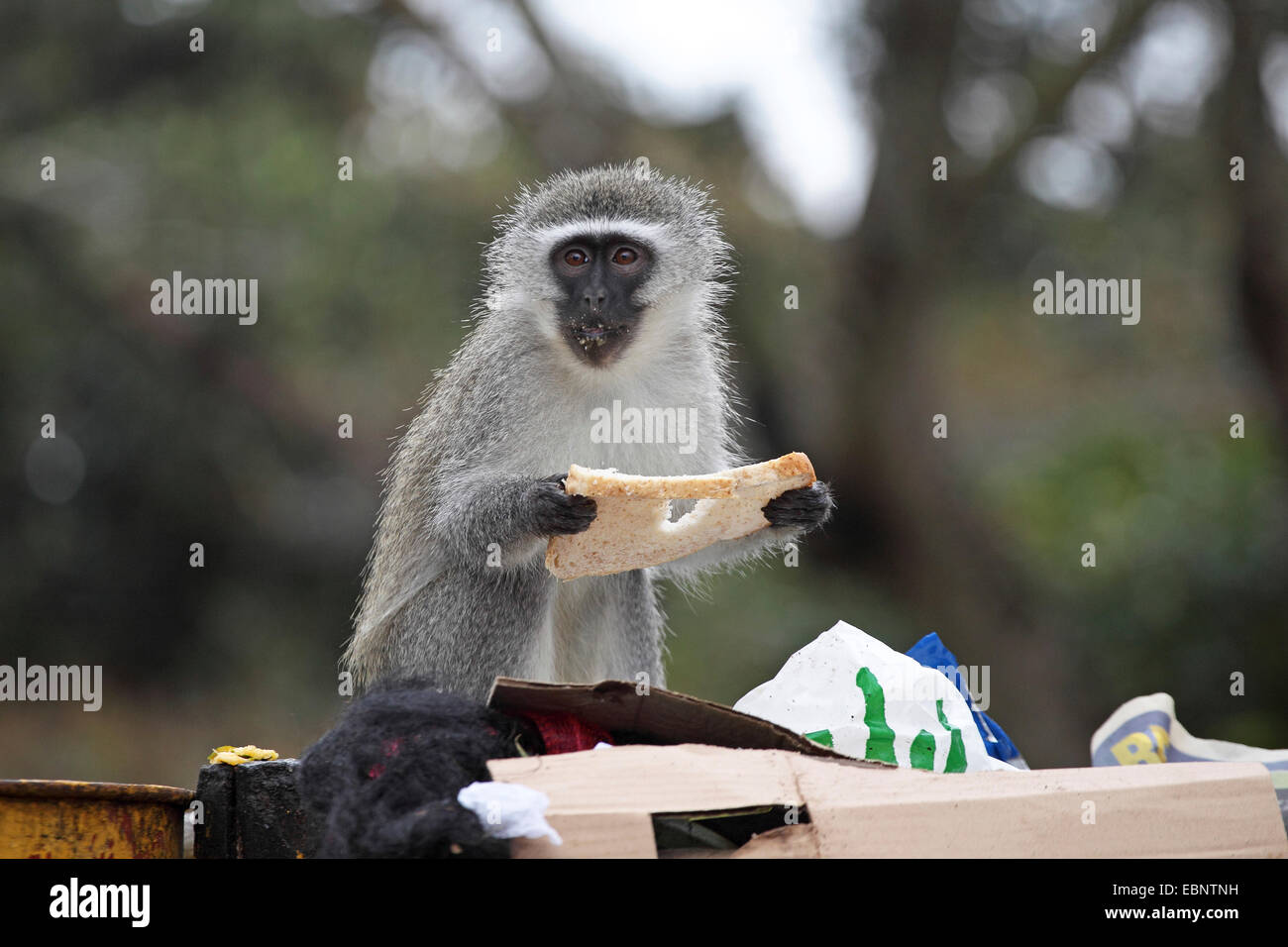 Grivet monkey, Savanna monkey, Green monkey, Vervet monkey (Cercopithecus aethiops), eating bread from a bin, South Africa, St. Lucia Wetland Park Stock Photo