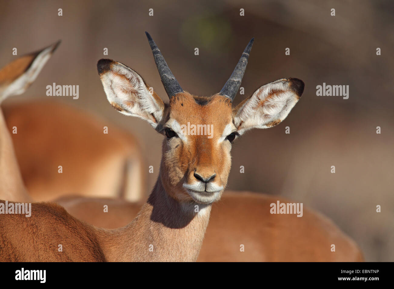 impala (Aepyceros melampus), young male, portrait, South Africa, Kruger National Park Stock Photo