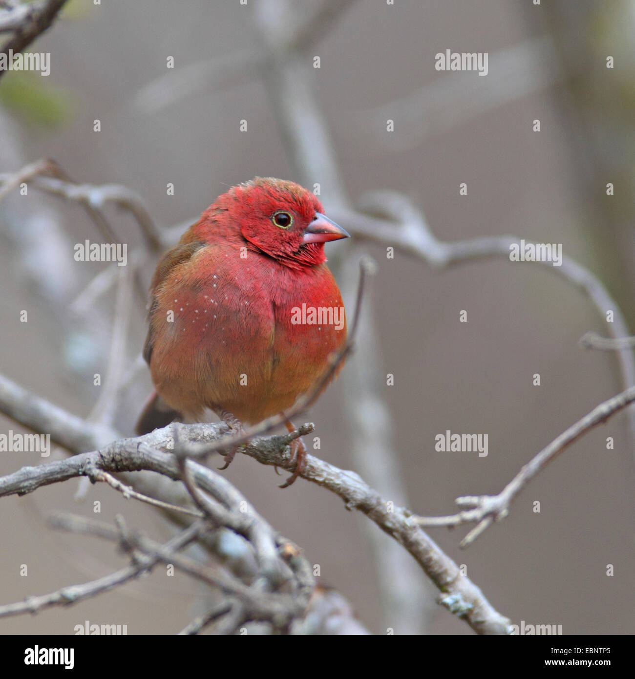 Red-billed fire finch (Lagonosticta senegala), male sitting in a bush, South Africa, Kruger National Park Stock Photo