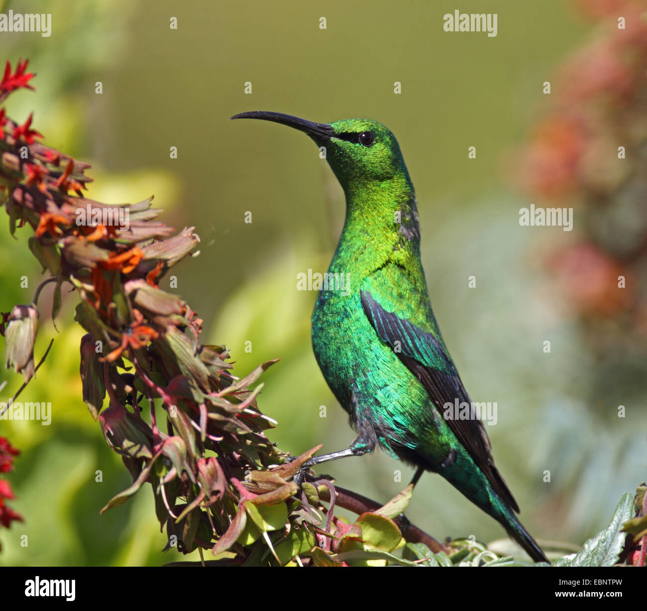 yellow-tufted malachite sunbird (Nectarinia famosa), male standing on a flower, South Africa, Namaqua National Park Stock Photo