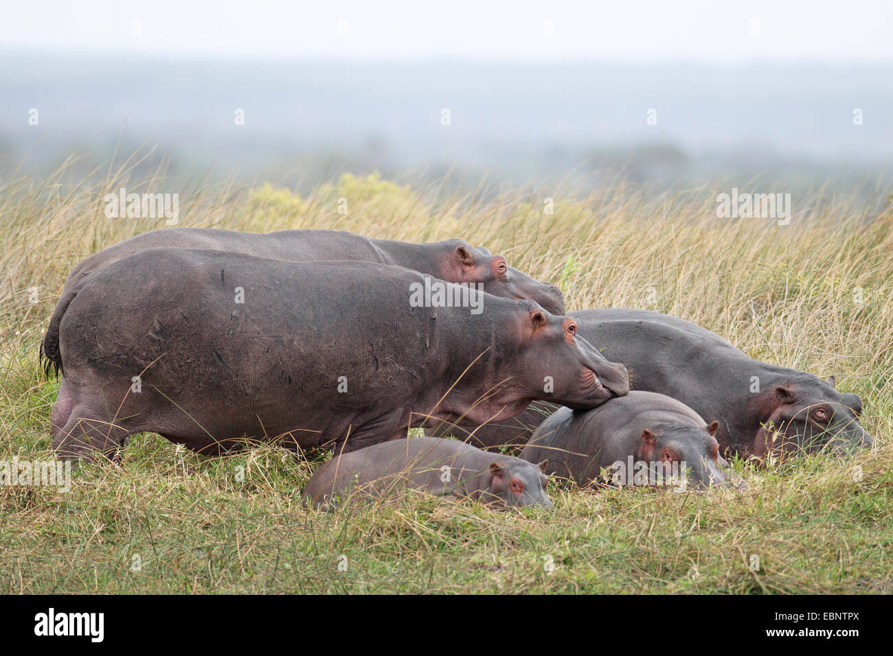 hippopotamus, hippo, Common hippopotamus (Hippopotamus amphibius), group with young hippos at the shore of  a lake, South Africa, St. Lucia Stock Photo