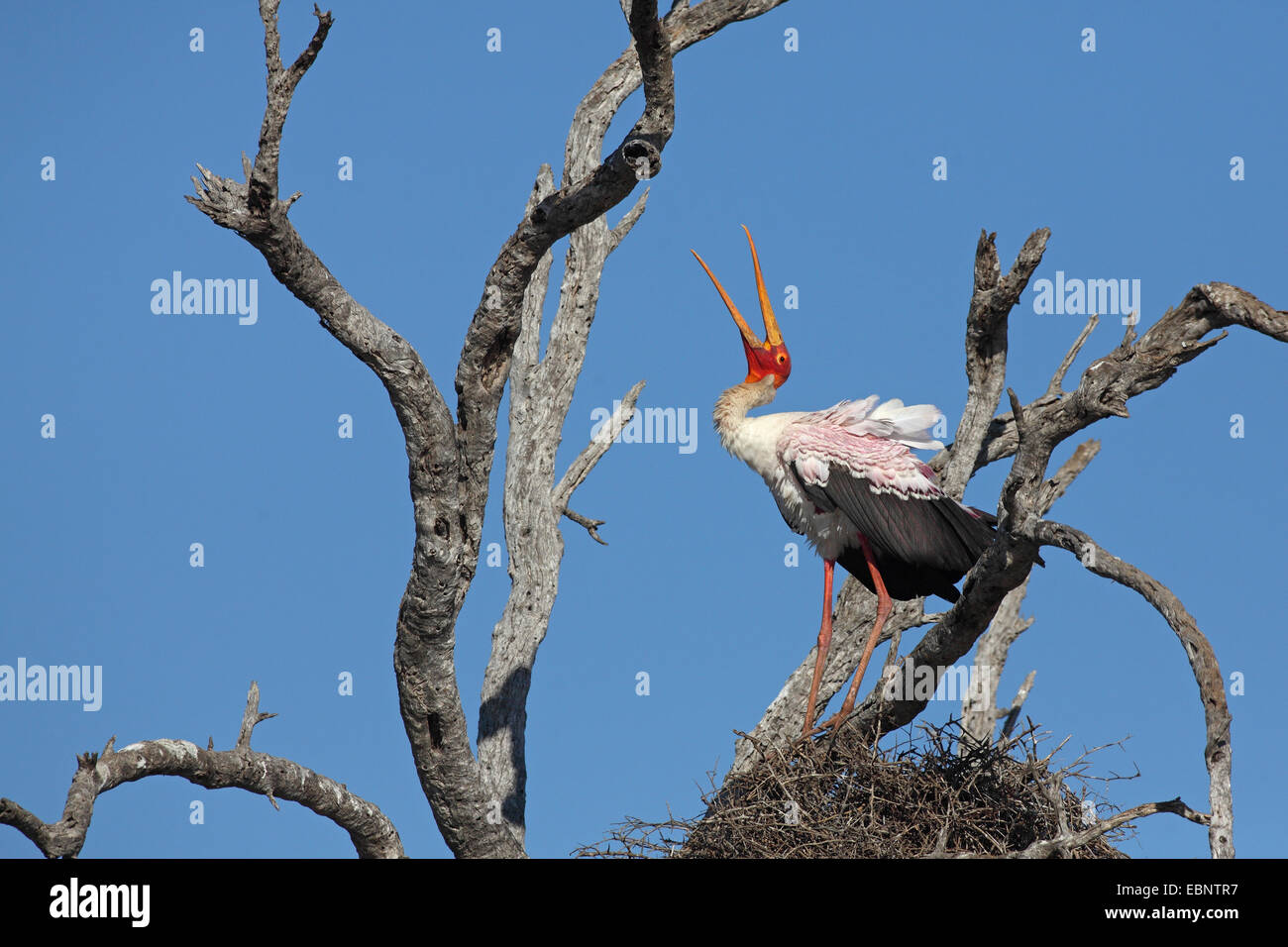 yellow-billed stork (Mycteria ibis), standing on a dead tree and calling, South Africa, Kruger National Park Stock Photo