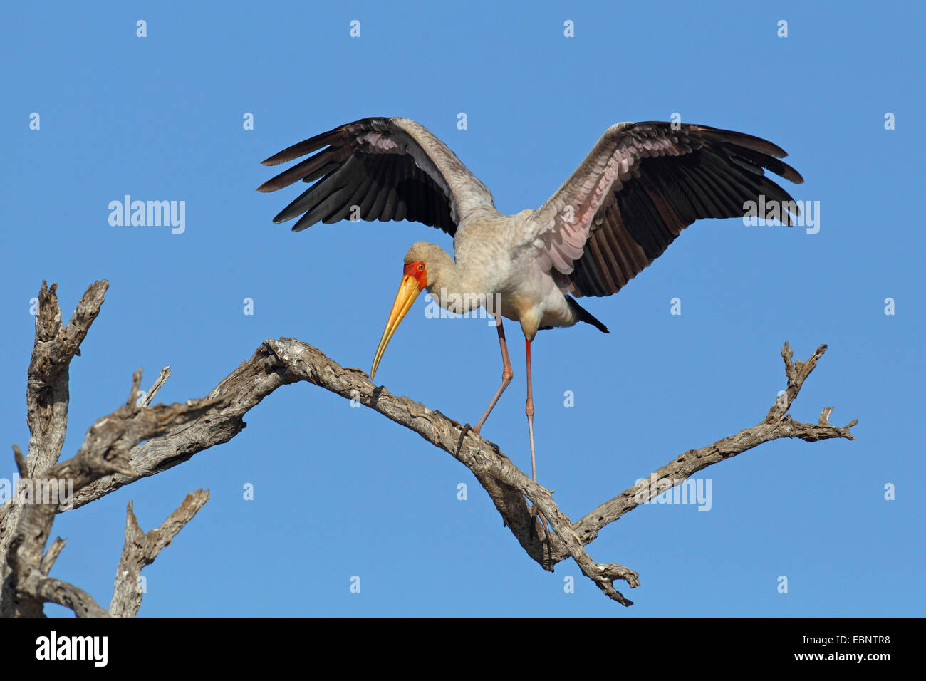 yellow-billed stork (Mycteria ibis), standing on a dead tree with outstretched wings, South Africa, Kruger National Park Stock Photo