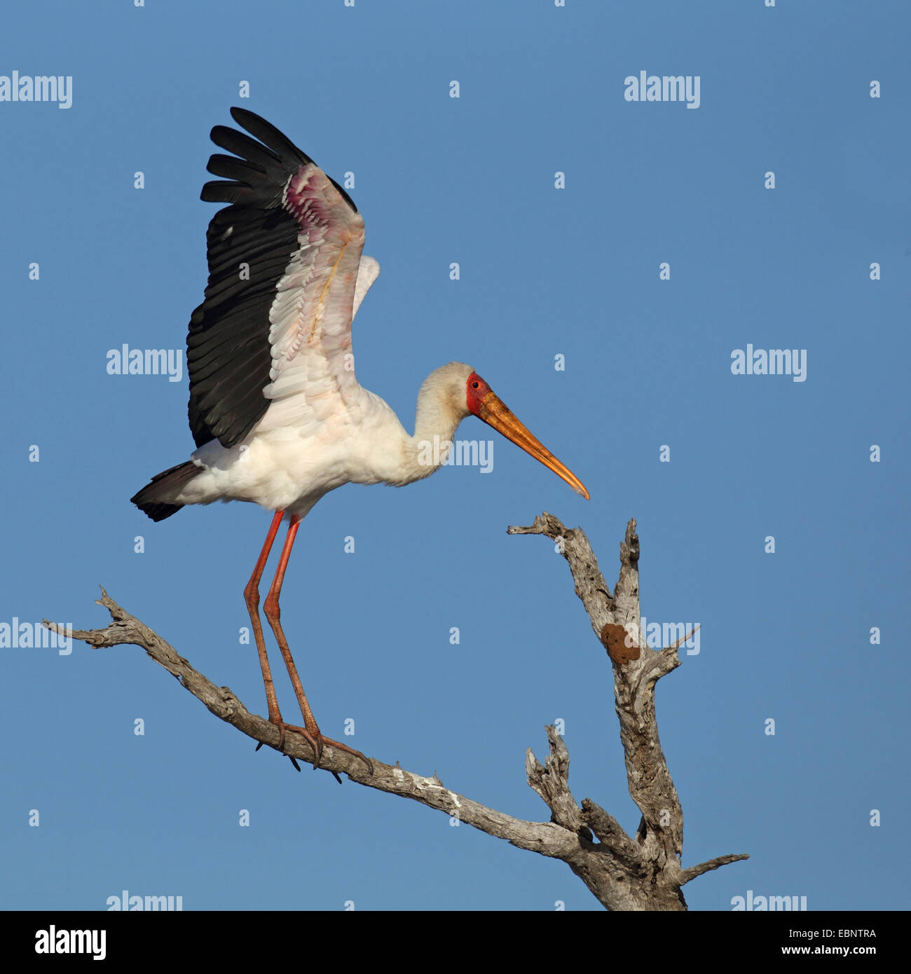 yellow-billed stork (Mycteria ibis), standing on a dead tree with raised wings, South Africa, Kruger National Park Stock Photo