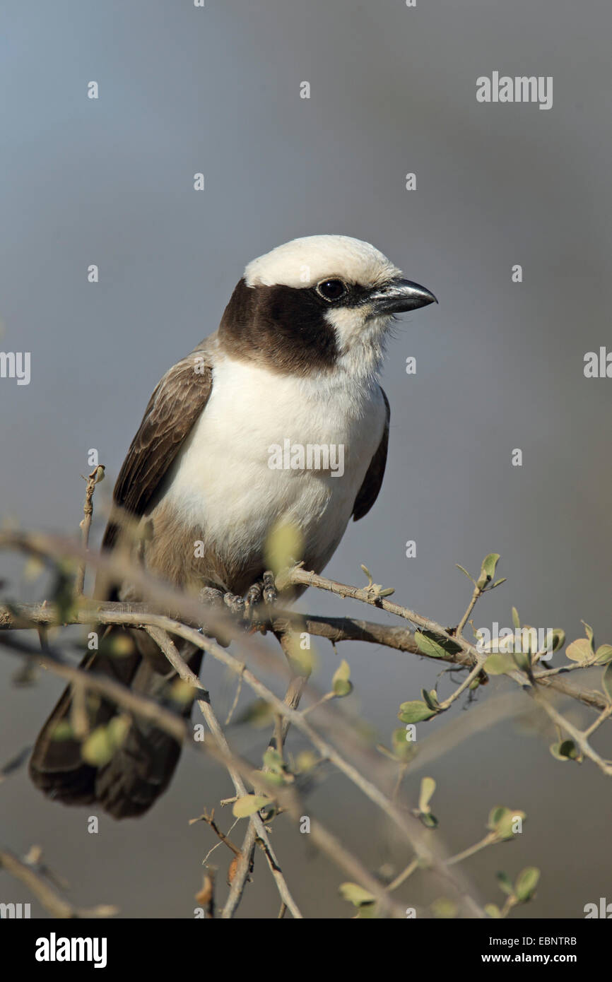 White-crowned shrike (Eurocephalus anguitimens), sitting on a bush, South Africa, Kruger National Park Stock Photo