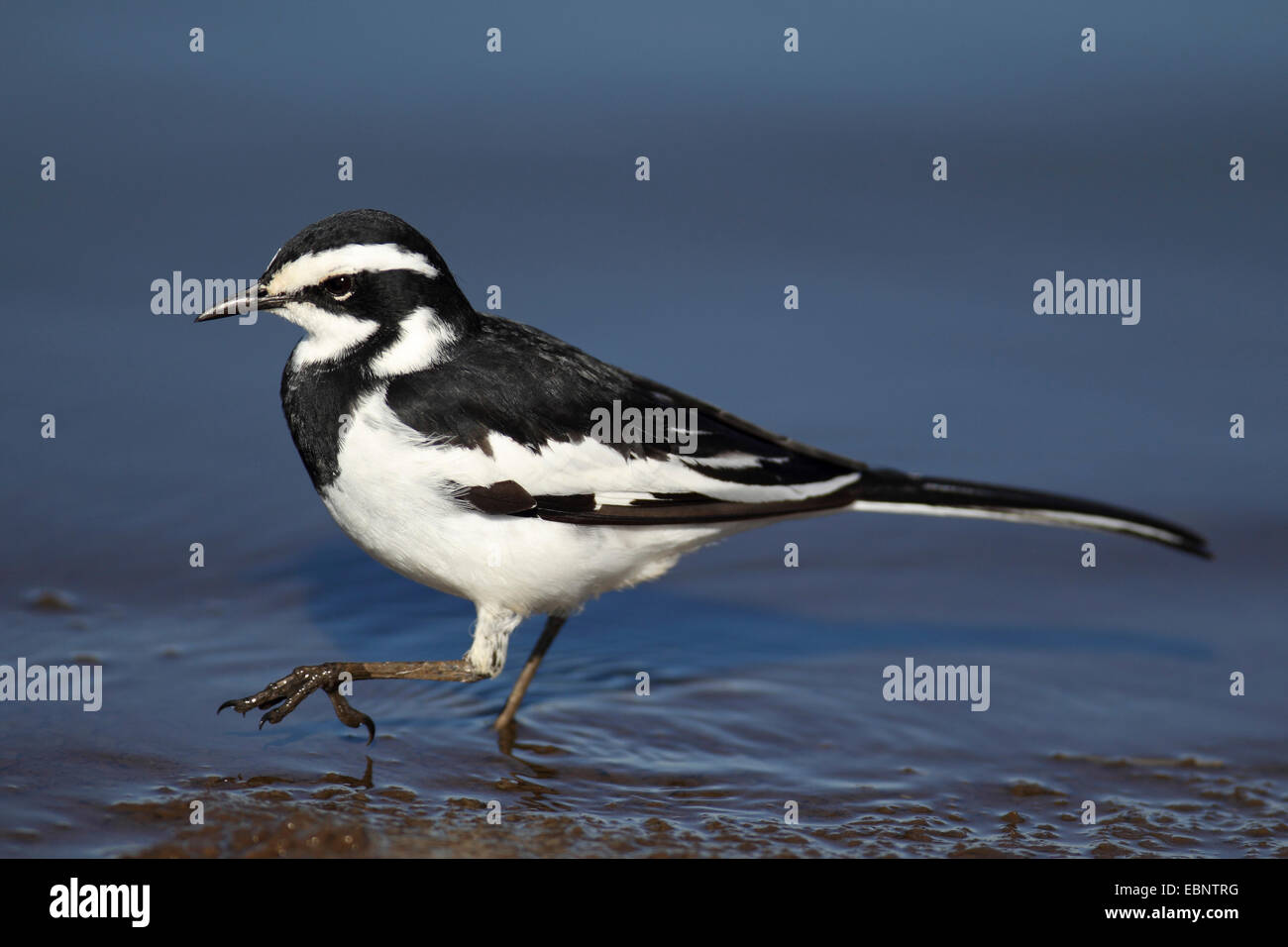 African pied wagtail (Motacilla aguimp), searching food in shallow water, South Africa, Kruger National Park Stock Photo