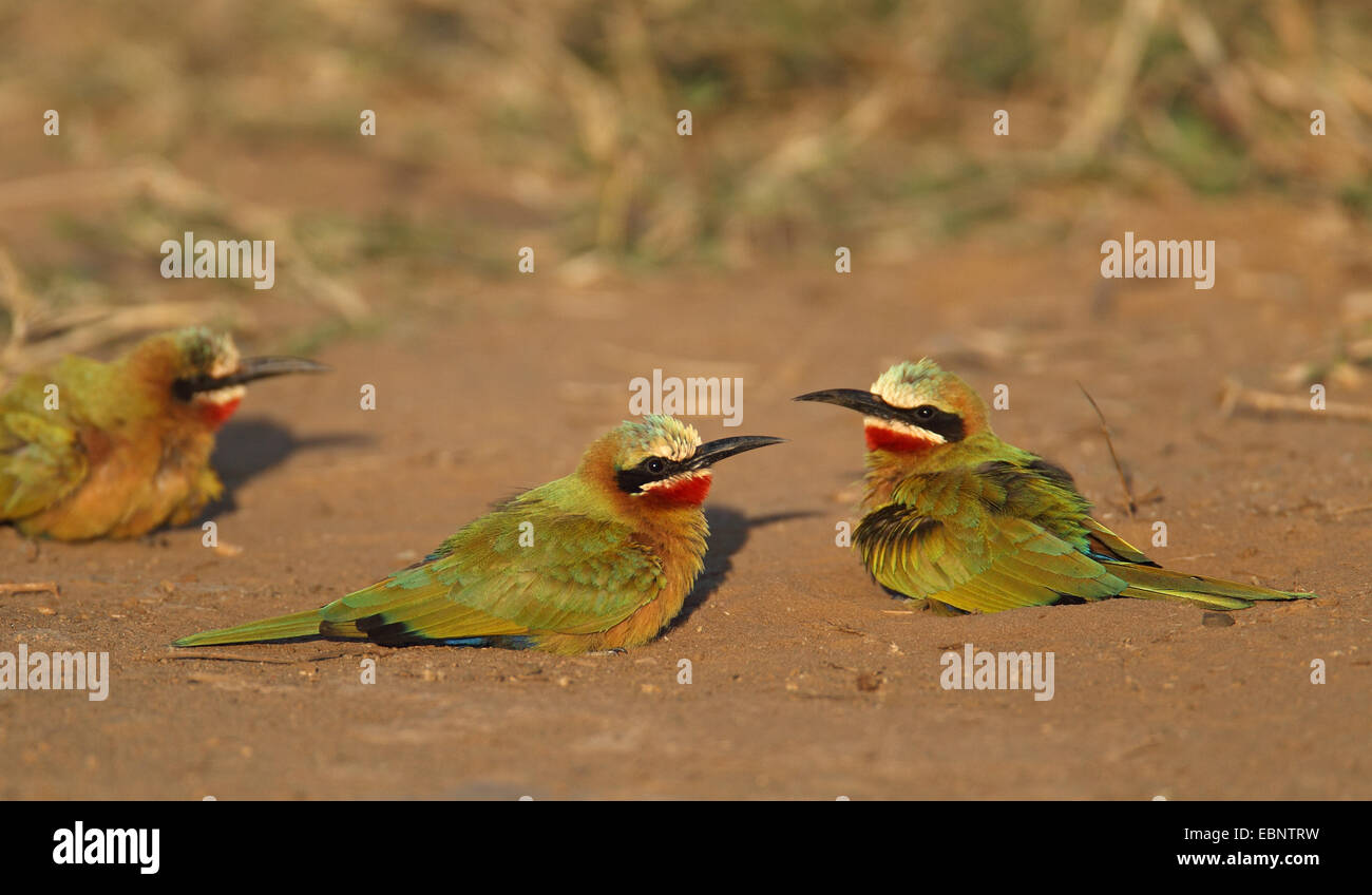 white-fronted bee eater (Merops bullockoides), group sitting on the ground in the evening sun, South Africa, Umfolozi Game Reserve Stock Photo
