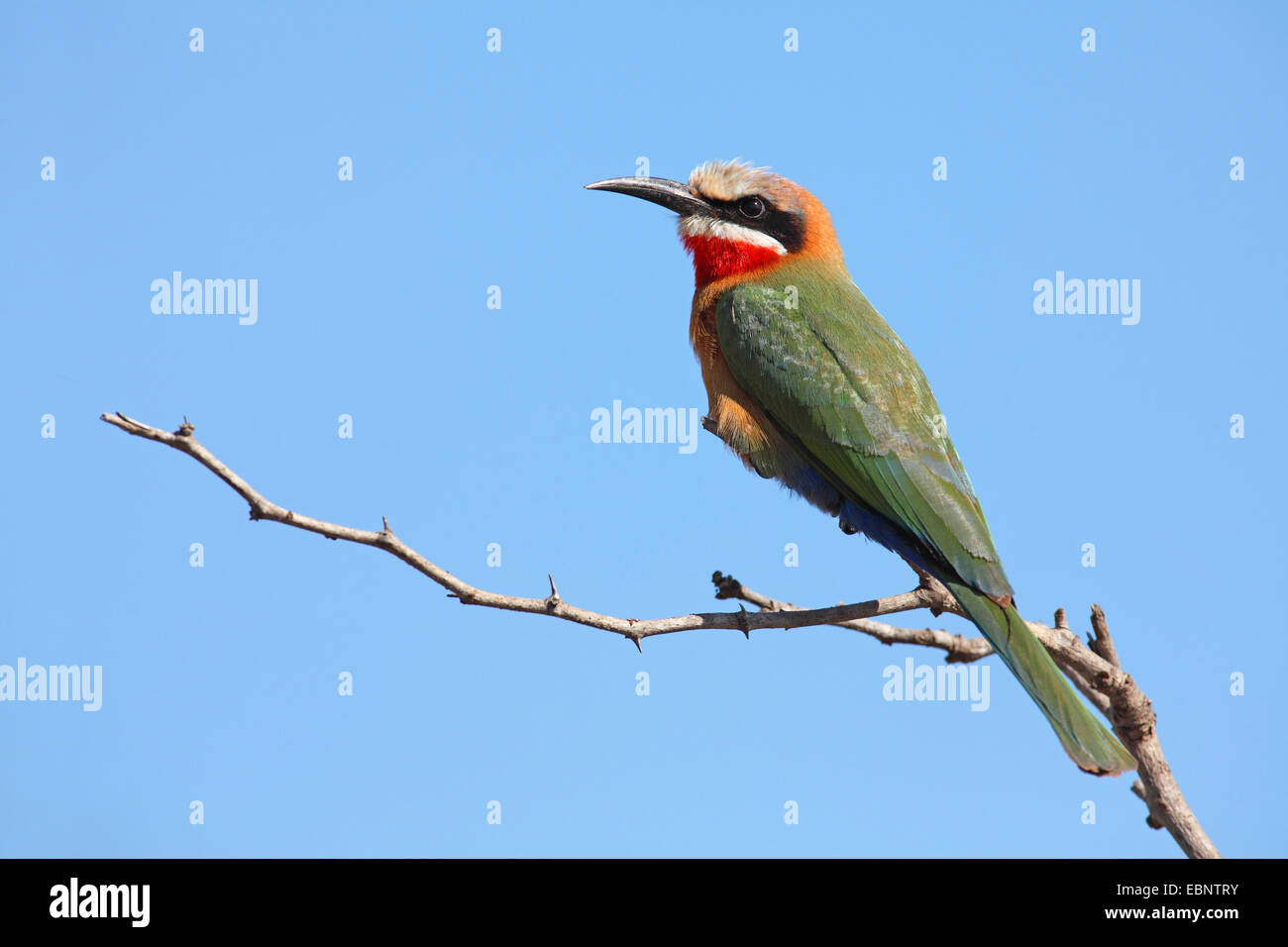 white-fronted bee eater (Merops bullockoides), sitting on a thorny branch, South Africa, Umfolozi Game Reserve Stock Photo