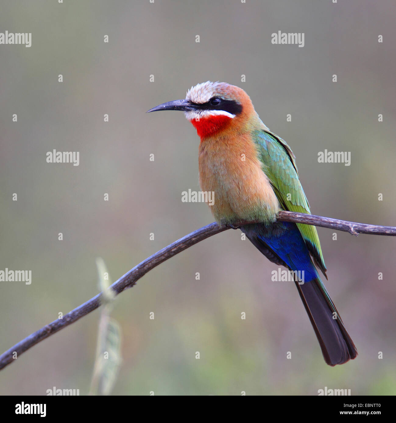 white-fronted bee eater (Merops bullockoides), sitting on a branch, South Africa, Umfolozi Game Reserve Stock Photo