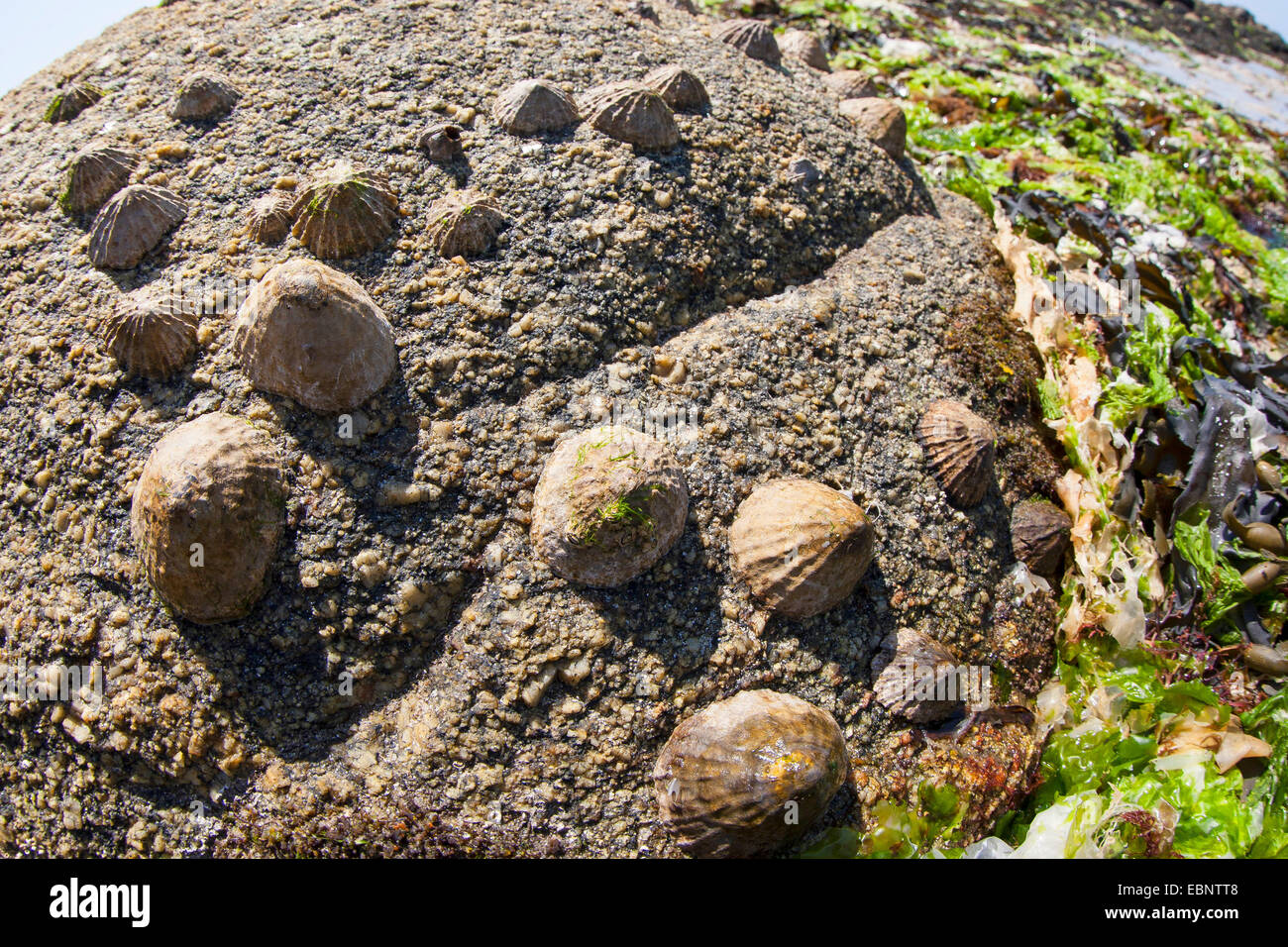 Common limpet, Common European limpet (Patella vulgata), limpets at ebb-tide on a rock, Germany Stock Photo