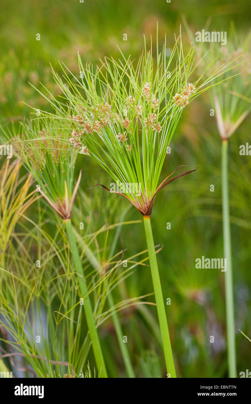 papyrus, paper plant, bulrush (Cyperus papyrus), blooming Stock Photo