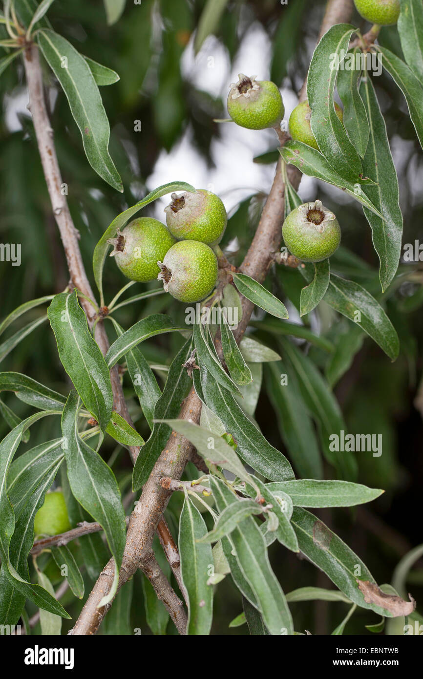Weeping pear tree hires stock photography and images Alamy