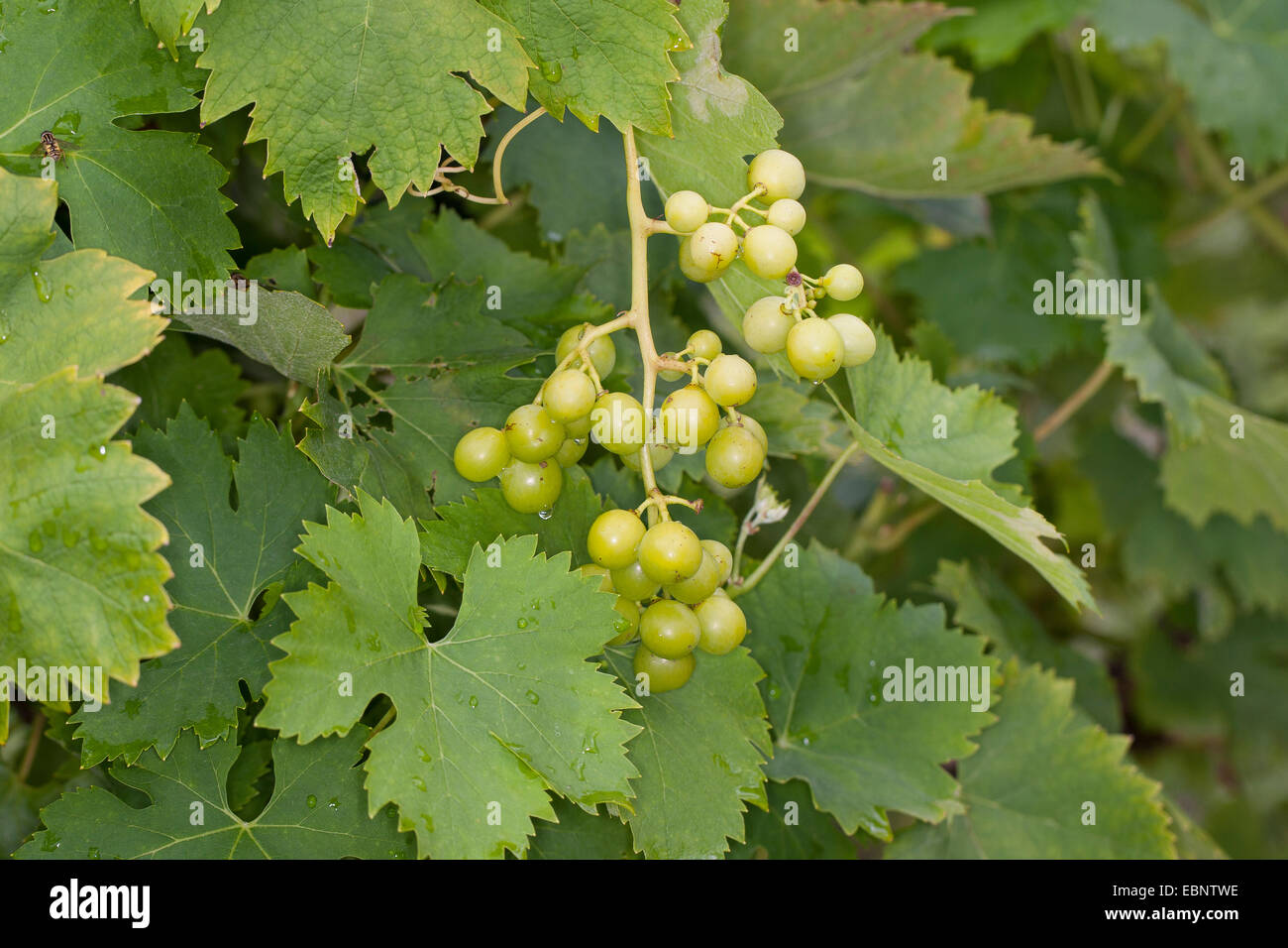 grape-vine, vine (Vitis vinifera), with grapes, Germany Stock Photo