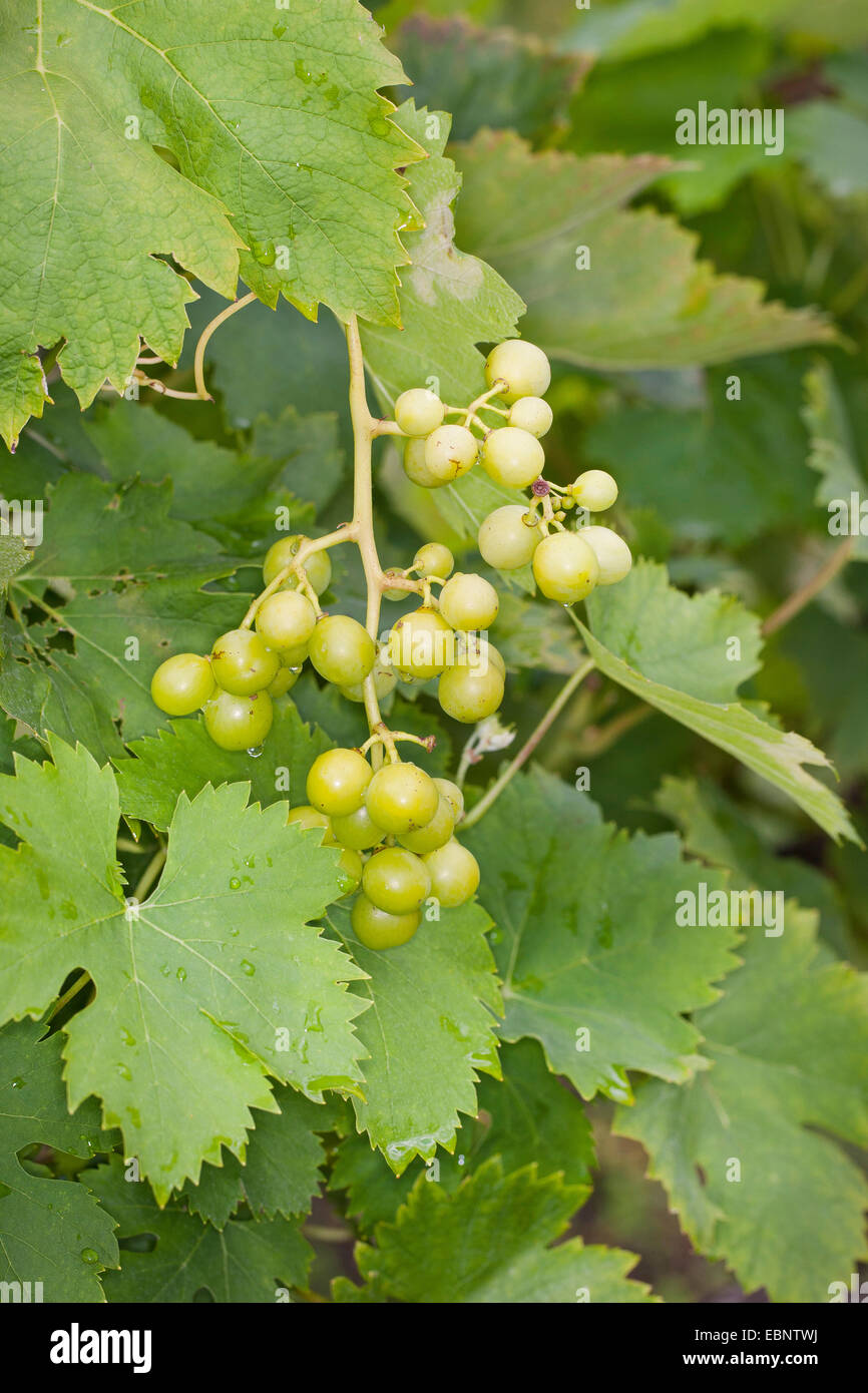 grape-vine, vine (Vitis vinifera), with grapes, Germany Stock Photo