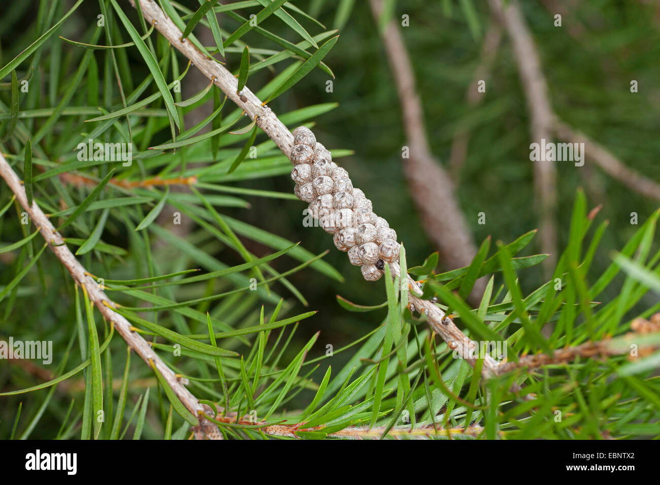 Bottlebrush flower, bottlebrush, bottlebrush bush, fruit (Callistemon