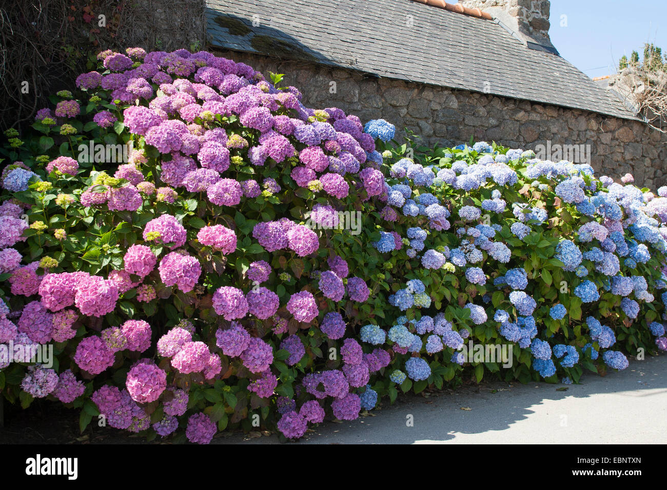 Garden hydrangea, Lace cap hydrangea (Hydrangea macrophylla), blooming in a front garden, Germany Stock Photo