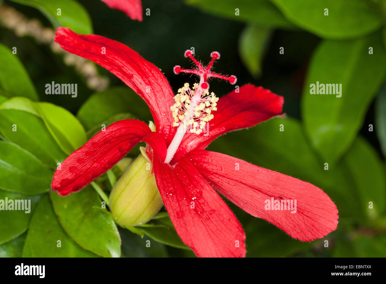 Hawaiian red hibiscus, Hawaiian hibiscus, hibiscus, Giant mallow, Rose Mallow (Hibiscus clayi), endemic on Hawaii Stock Photo