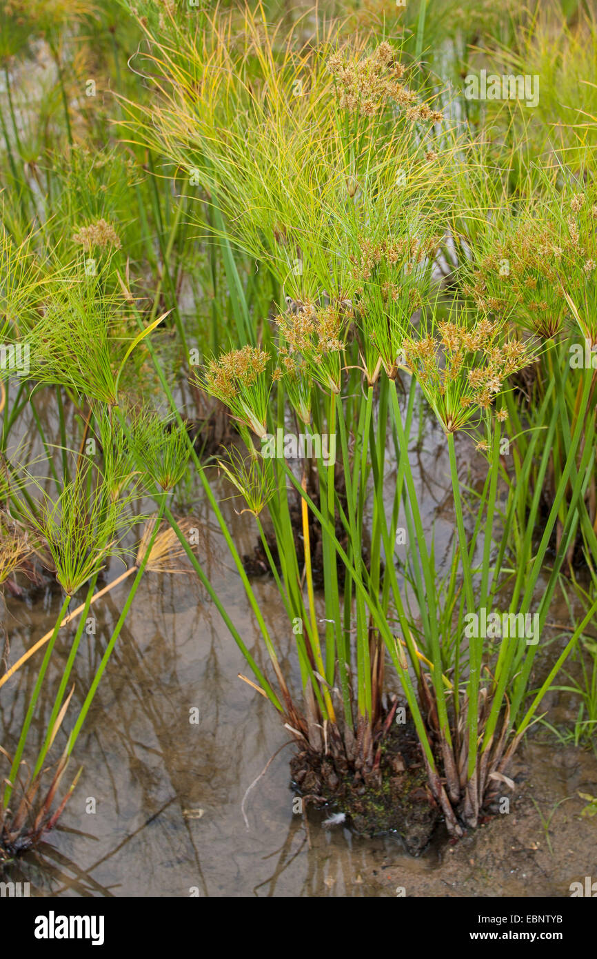 papyrus, paper plant, bulrush (Cyperus papyrus), blooming Stock Photo