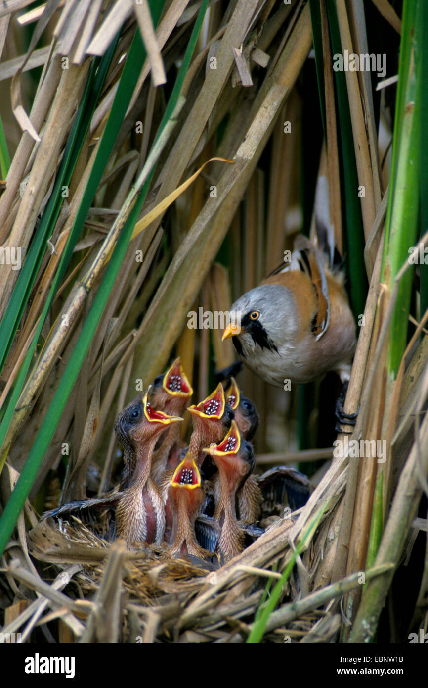 Bearded Reedling Babblers Bearded Tit Panurus Biarmicus Feeding Its bearded-reedling-babblers-bearded-tit-panurus-biarmicus-feeding-its