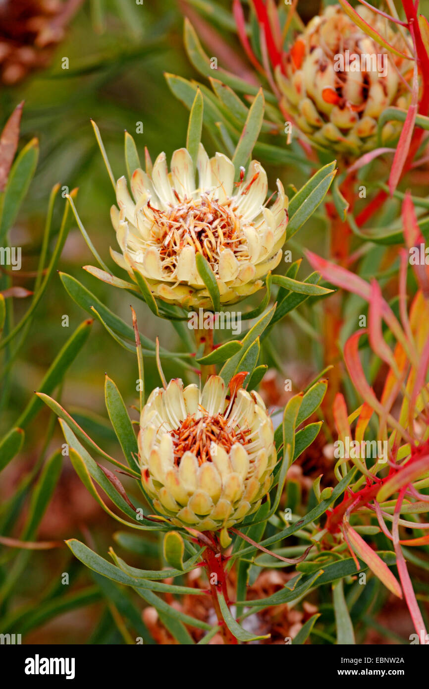 Rock Rose Bushes High Resolution Stock Photography and Images Alamy