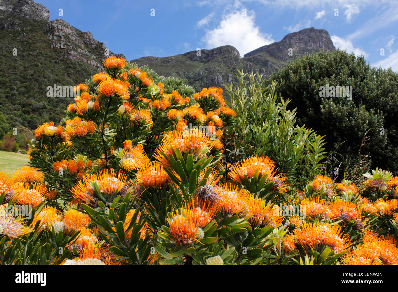 Proteas Table Mountain Stock Photos & Proteas Table Mountain Stock