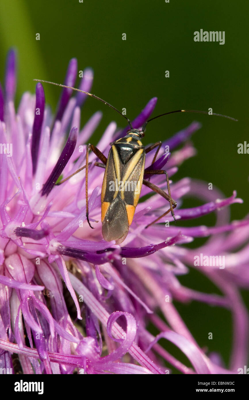 Bug (Hadrodemus m-flavum), on lilac composite flower, Germany Stock Photo