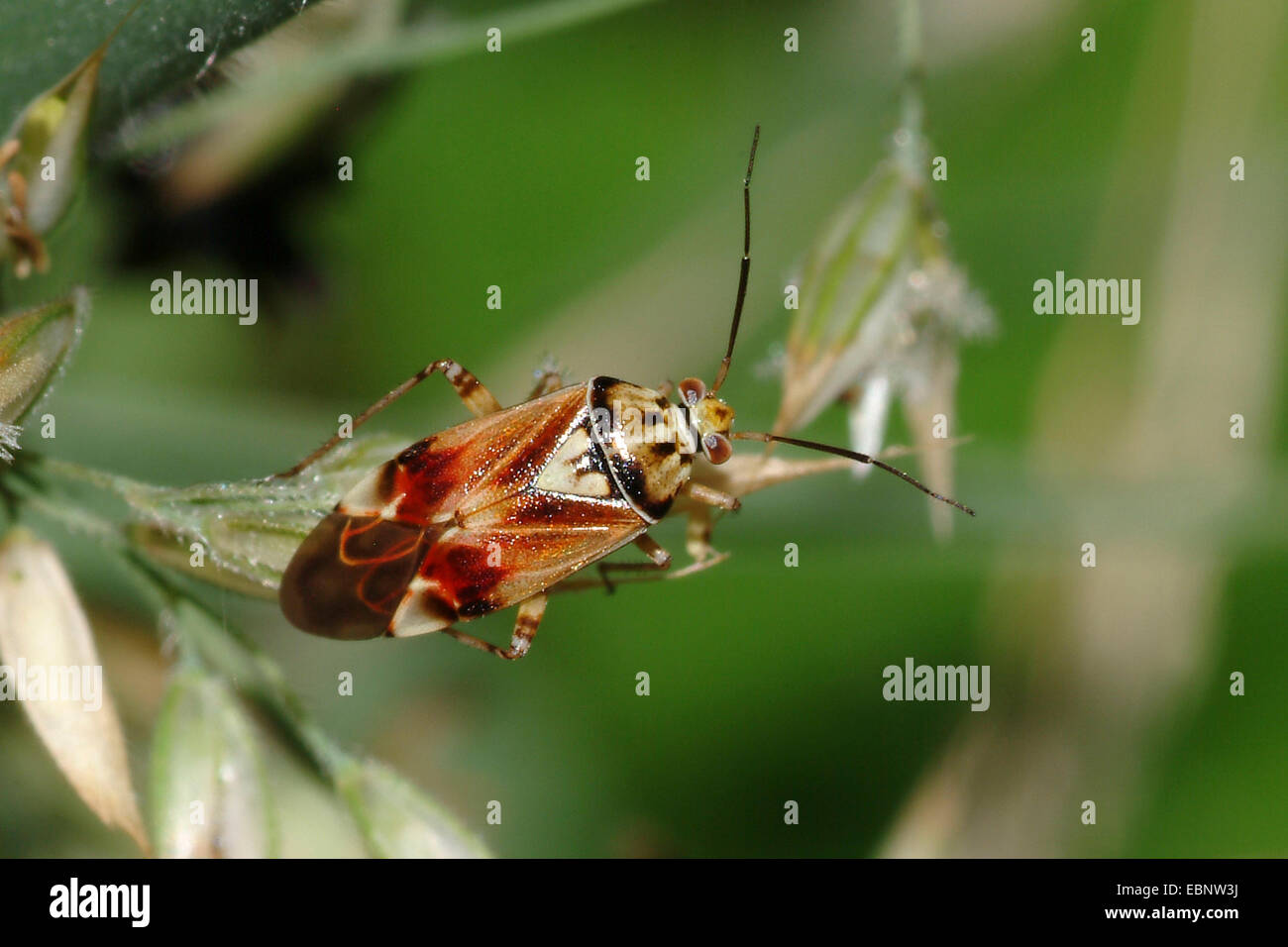 European tarnished plant bug, tarnished plant bug, bishop bug (Lygus pratensis), on grass ear, Germany Stock Photo