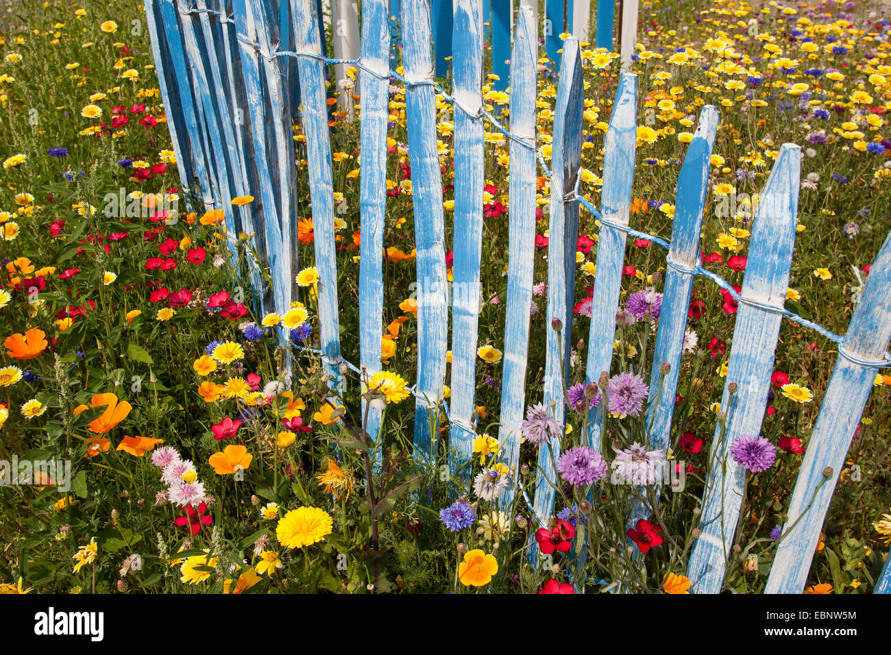 colourful flower meadow with scarlet flax, garden-pot marigold and blue picket fence, Germany Stock Photo