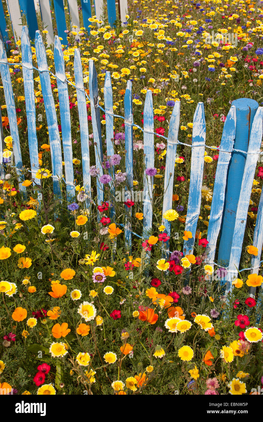 colourful flower meadow with scarlet flax, garden-pot marigold and blue picket fence, Germany Stock Photo