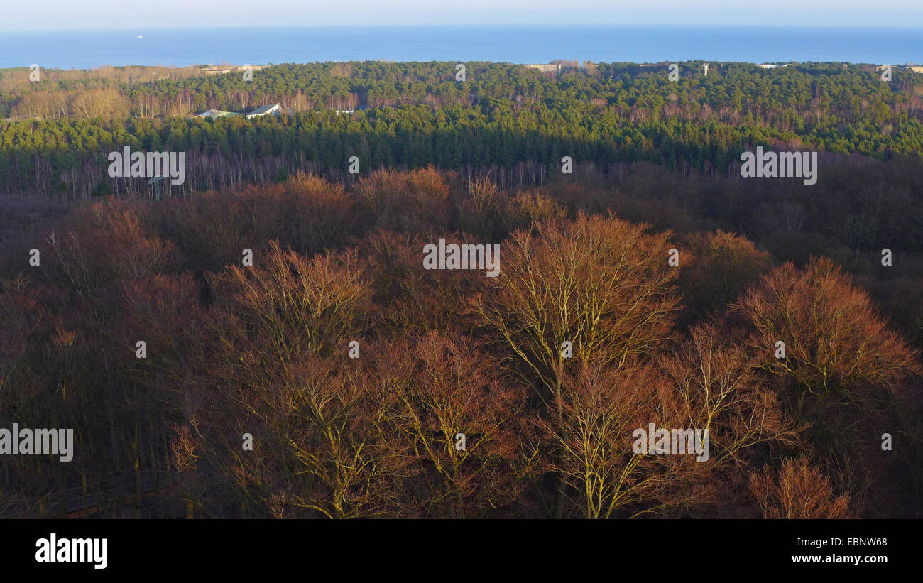 view from treetop path to deciduous forest in winter, Baltic Sea in background, Germany, Mecklenburg-Western Pomerania, Ruegen, Prora Stock Photo
