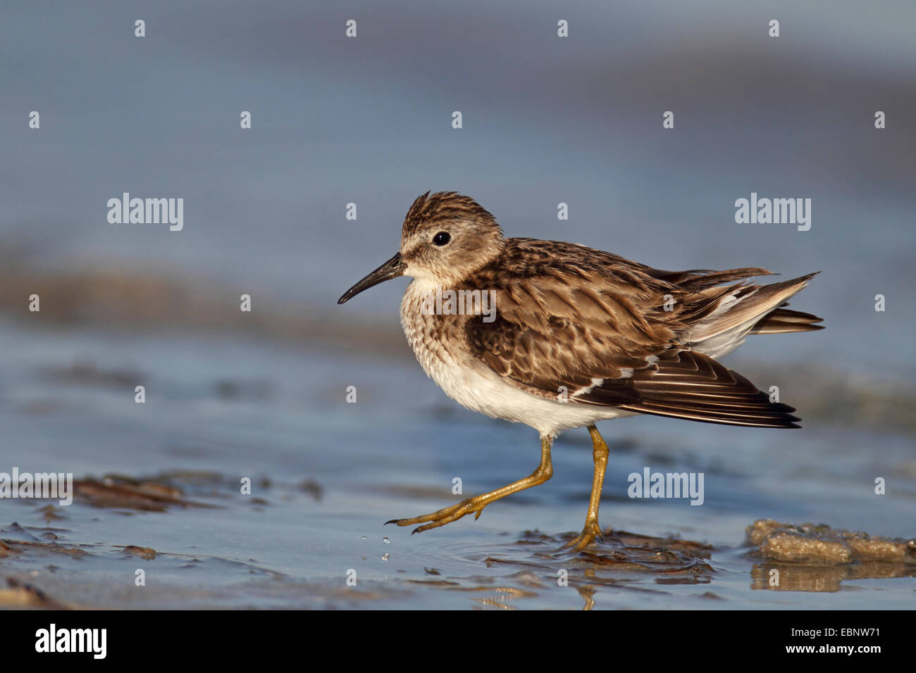 Least sandpiper (Calidris minutilla), going in shallow water at the shore, USA, Florida Stock Photo