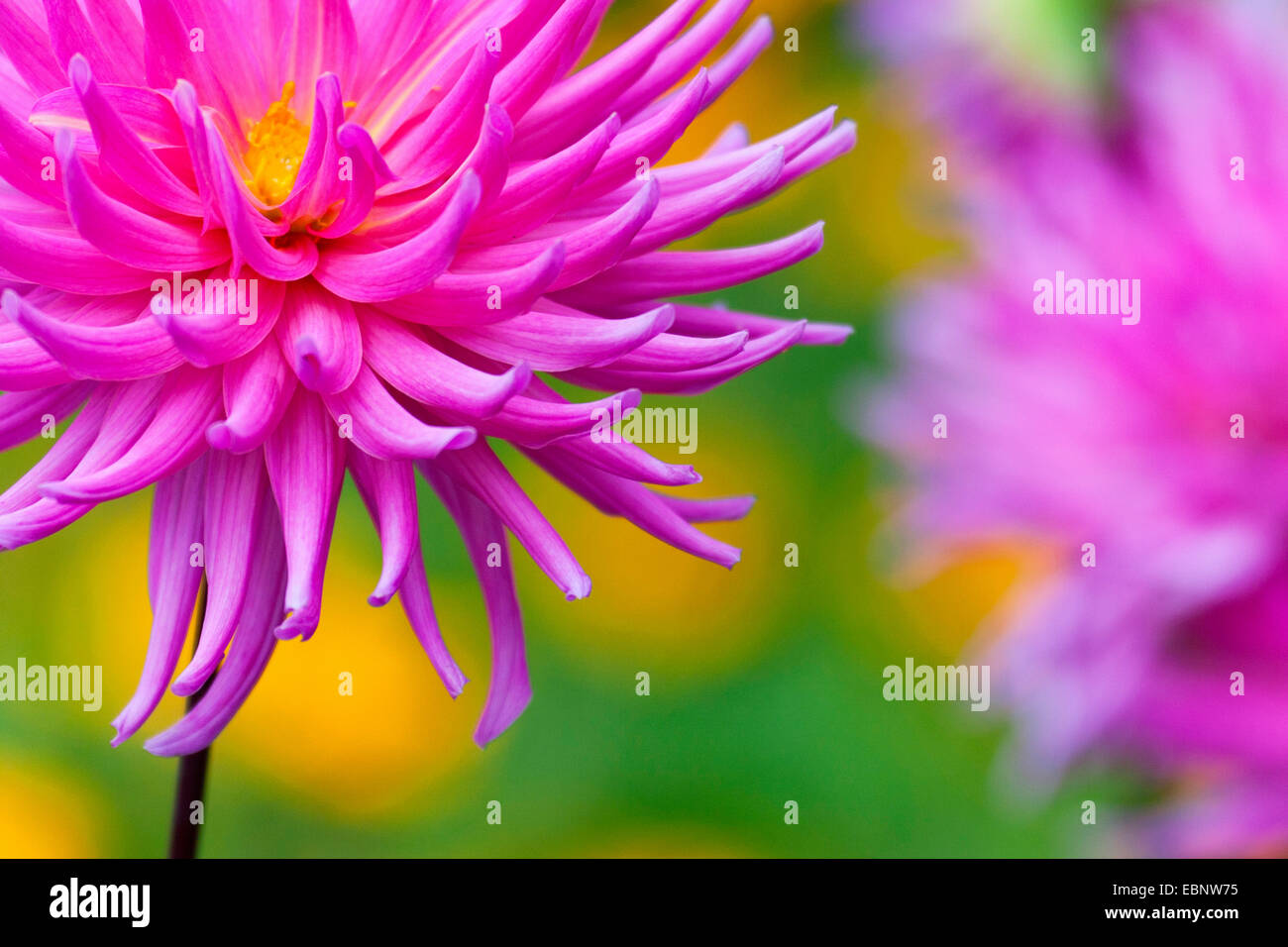 georgina (Dahlia spec.), inflorescence, detail Stock Photo