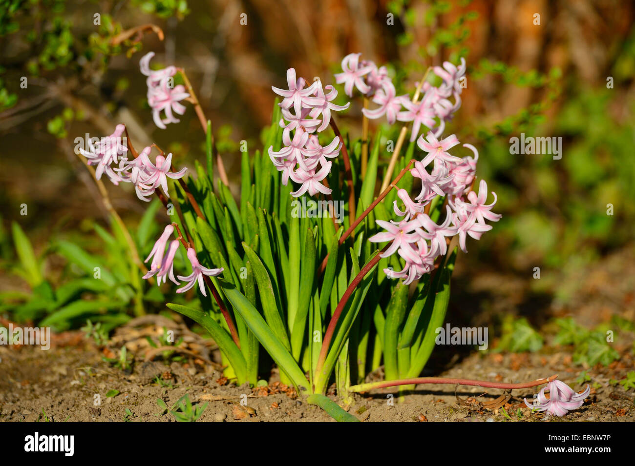 Jacinthe (Hyacinthus orientalis), blooming Stock Photo