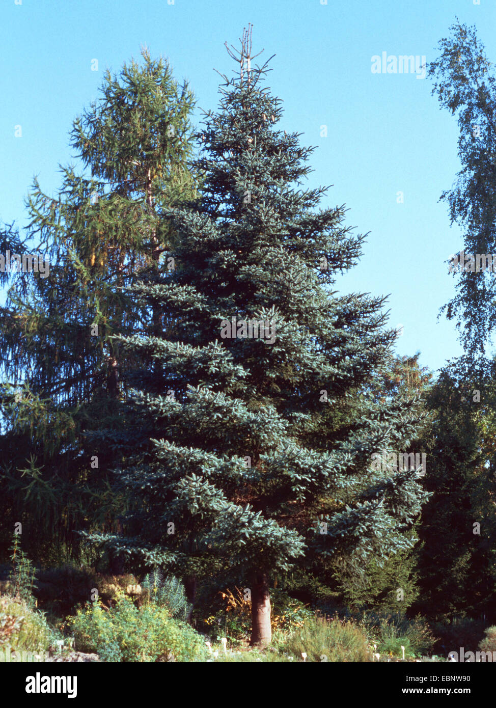 Blue Spanish fir (Abies pinsapo 'Glauca', Abies pinsapo Glauca), in a park Stock Photo