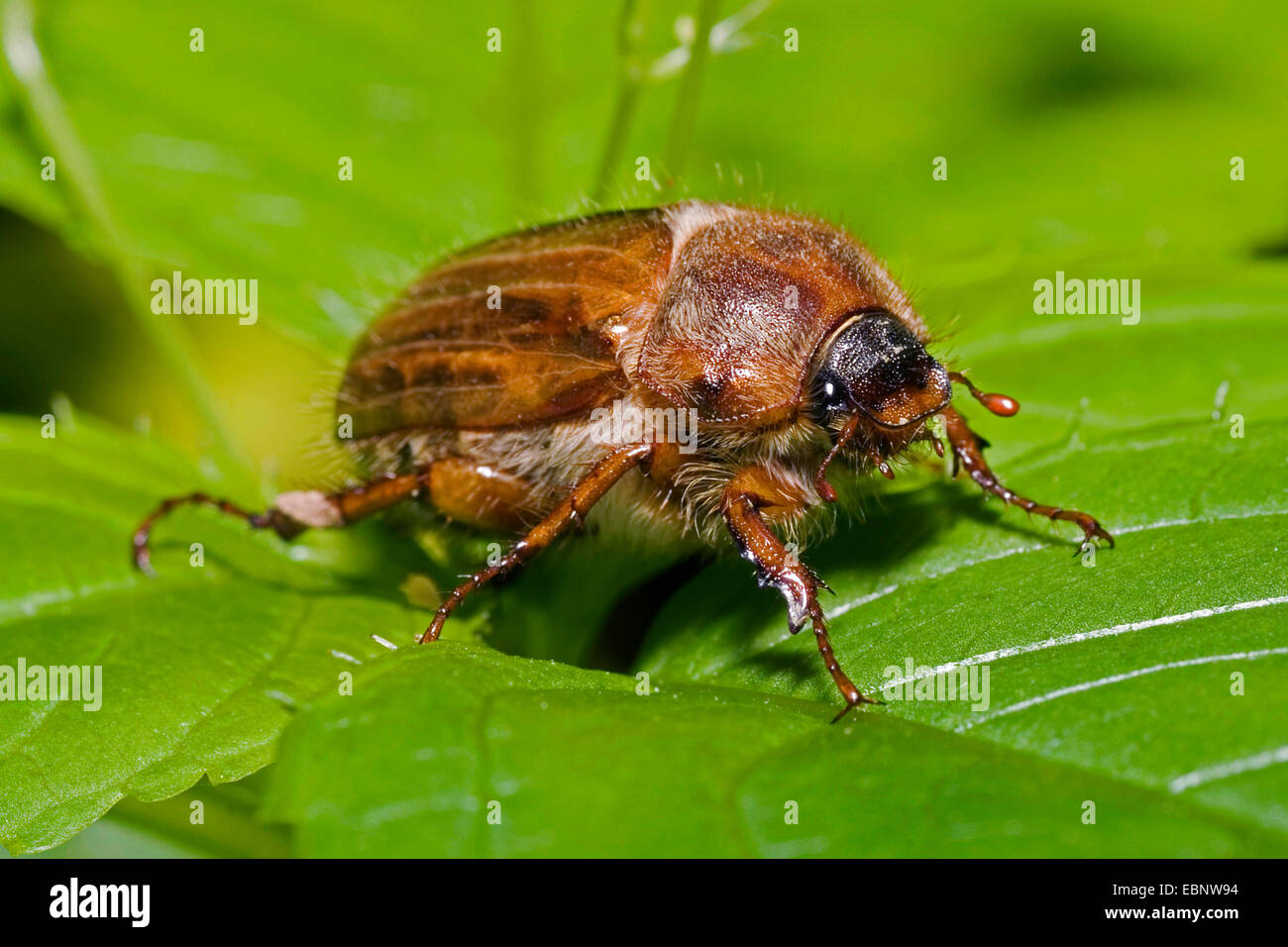 Summer chafer (Amphimallon solstitialis), on a leaf, Germany Stock Photo