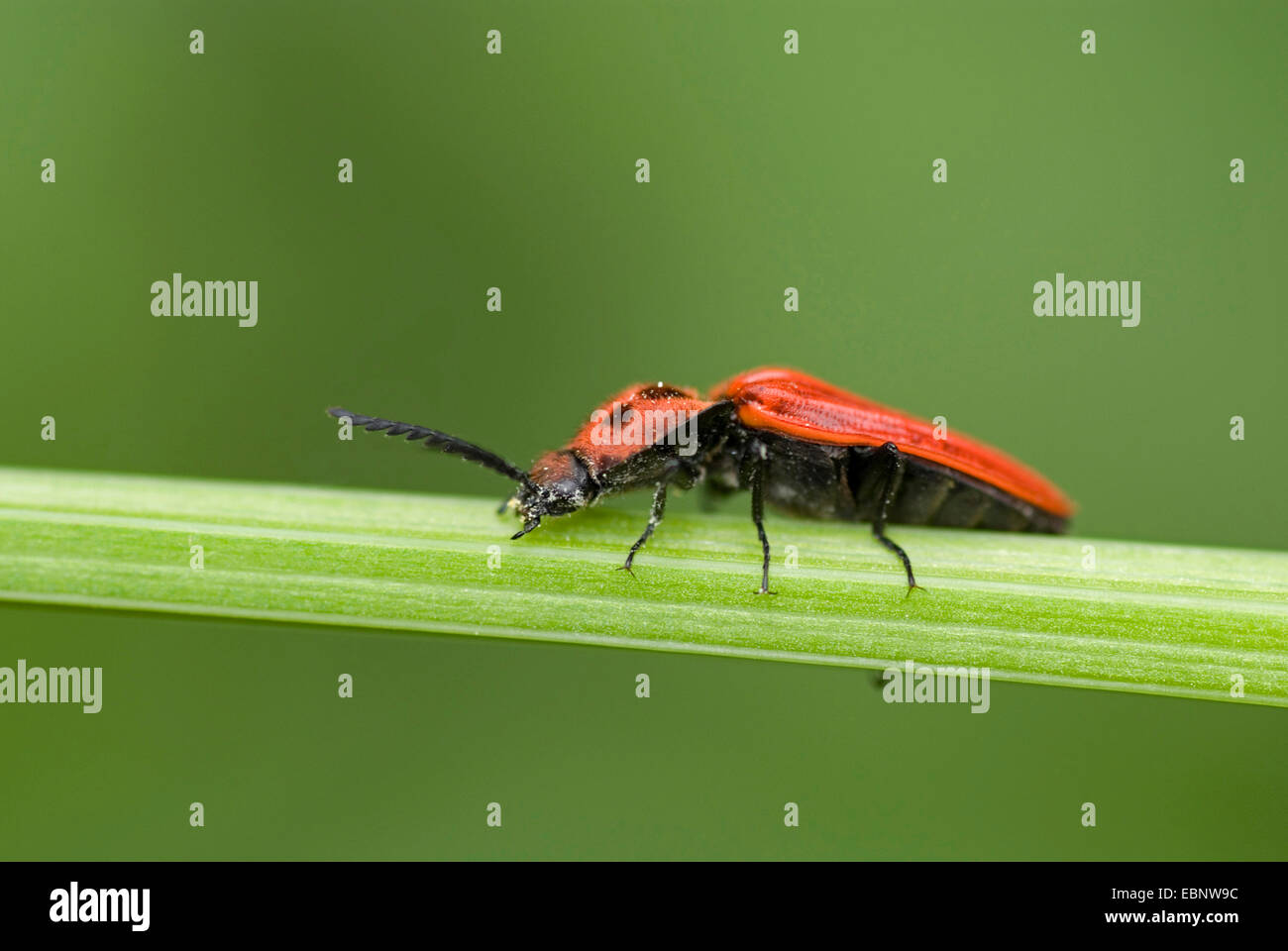 Click Beetle (Anostirus purpureus), on a leaf, Germany Stock Photo