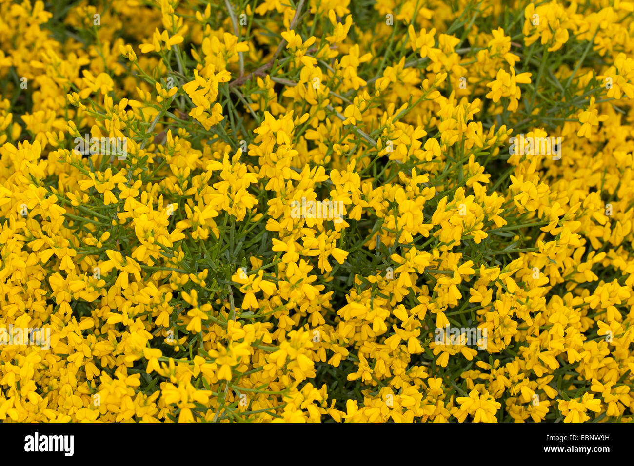 Woadwaxen, Lydia broom (Genista lydia), blooming Stock Photo