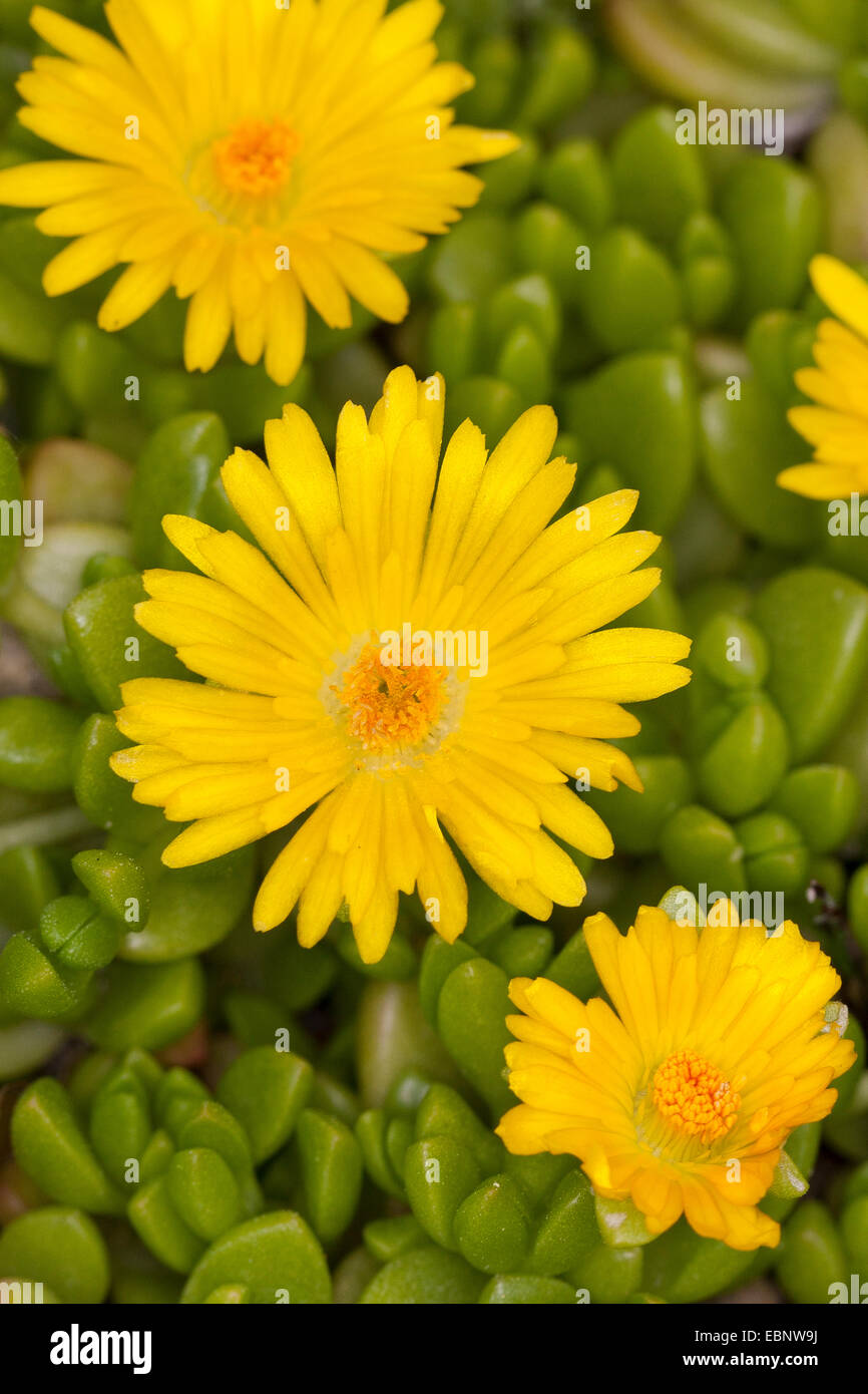 Yellow Ice Plant (Delosperma nubigenum), blooming Stock Photo