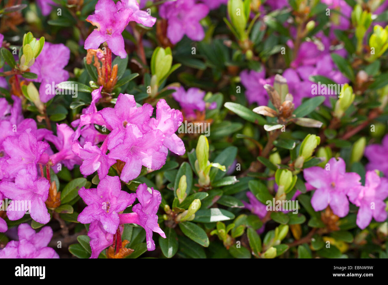 Myrtle-leaf rhododendron (Rhododendron myrtifolium), blooming Stock Photo