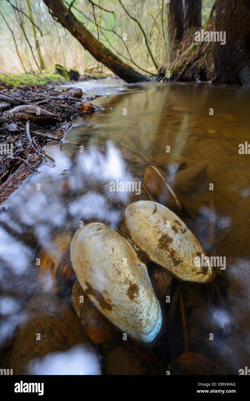 common river mussel, common Central European river mussel (Unio crassus), river mussels and shells in a brook, Germany Stock Photo