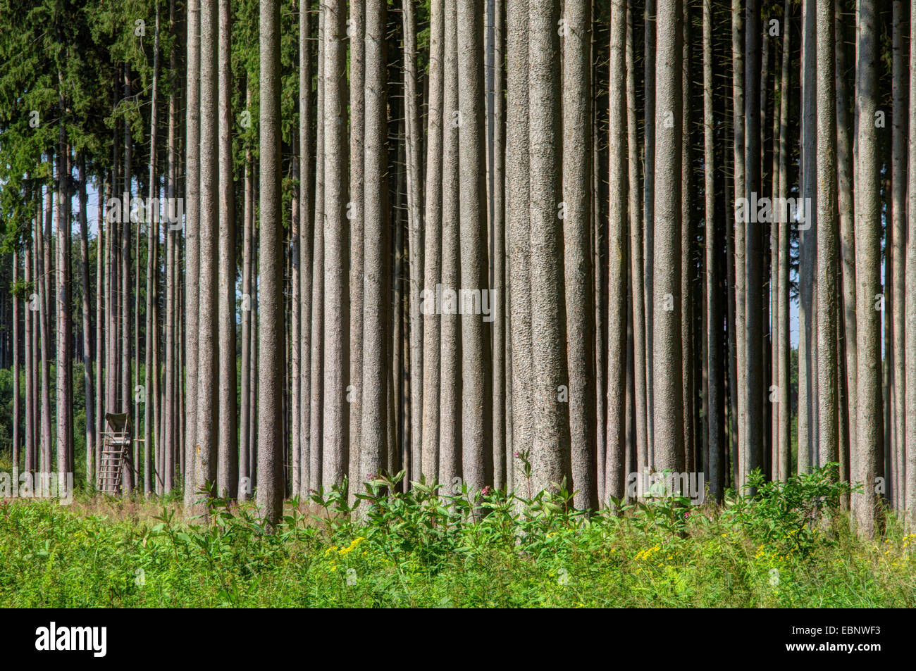 Norway spruce (Picea abies), healthy tree trunks in a spruce forest, Germany, Bavaria, Oberbayern, Upper Bavaria, Pfaffenwinkel Stock Photo