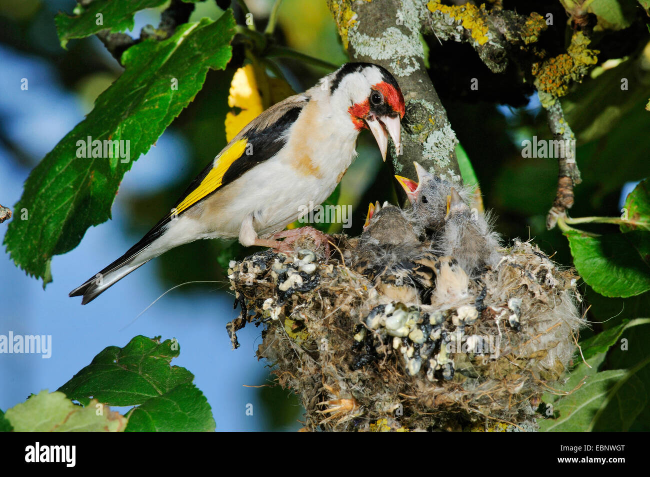 Eurasian goldfinch (Carduelis carduelis), feeding its chick in the nest, Germany, Baden-Wuerttemberg Stock Photo