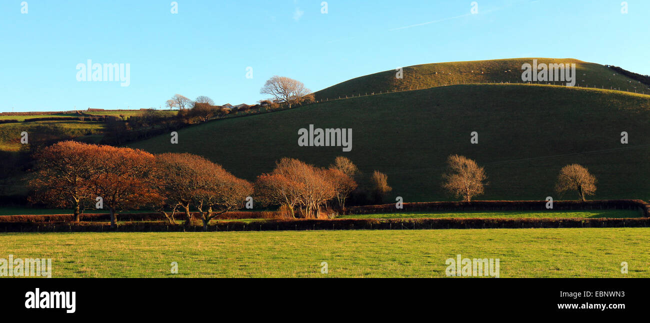 Llanrhystud, Wales, UK. 3rd December, 2014. Winter trees are outlined by the setting sun and the hills silhouetted against the blue sky as a fine still day draws to a close. Credit:  John Gilbey/Alamy Live News Stock Photo