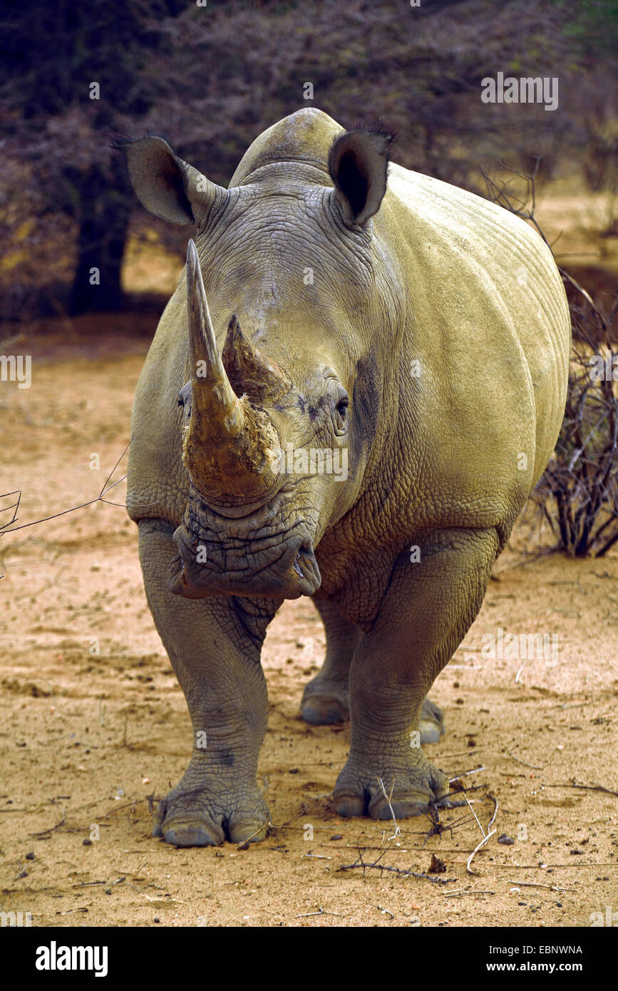 white rhinoceros, square-lipped rhinoceros, grass rhinoceros (Ceratotherium simum), standing on sandy ground, Namibia Stock Photo