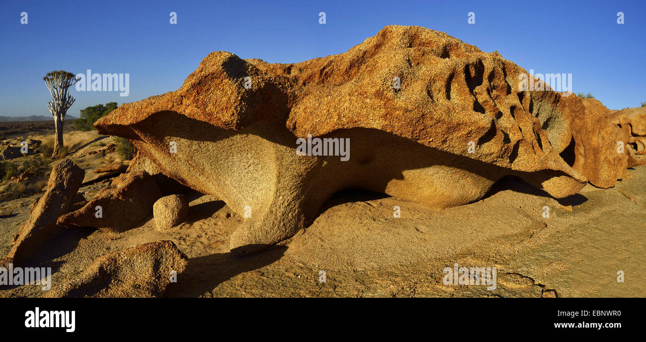 Kokerboom, Quivertree, Quiver Tree (Aloe dichotoma), Rock and kokerboom tree near Bloedkoppe mountain, Namibia, Namib Naukluft National Park Stock Photo