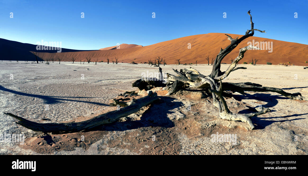 camel thorn, giraffe thorn (Acacia erioloba), the dead trees valley in desert of Sossusvlei, Namibia, Namib Naukluft National Park Stock Photo
