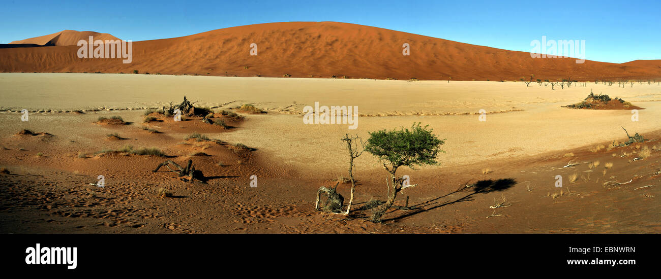 camel thorn, giraffe thorn (Acacia erioloba), The dead trees valley in desert Sossusvlei, Namibia, Namib Naukluft National Park Stock Photo