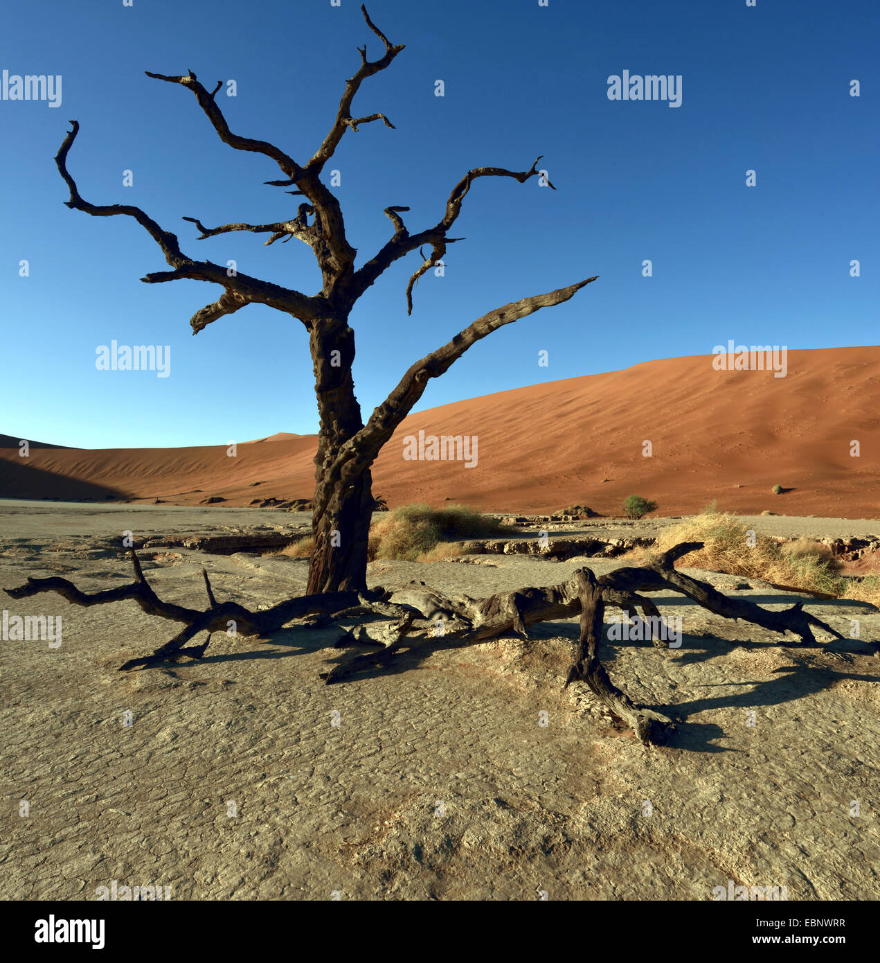camel thorn, giraffe thorn (Acacia erioloba), The dead trees valley in desert of Sossusvlei, Namibia, Namib Naukluft National Park Stock Photo