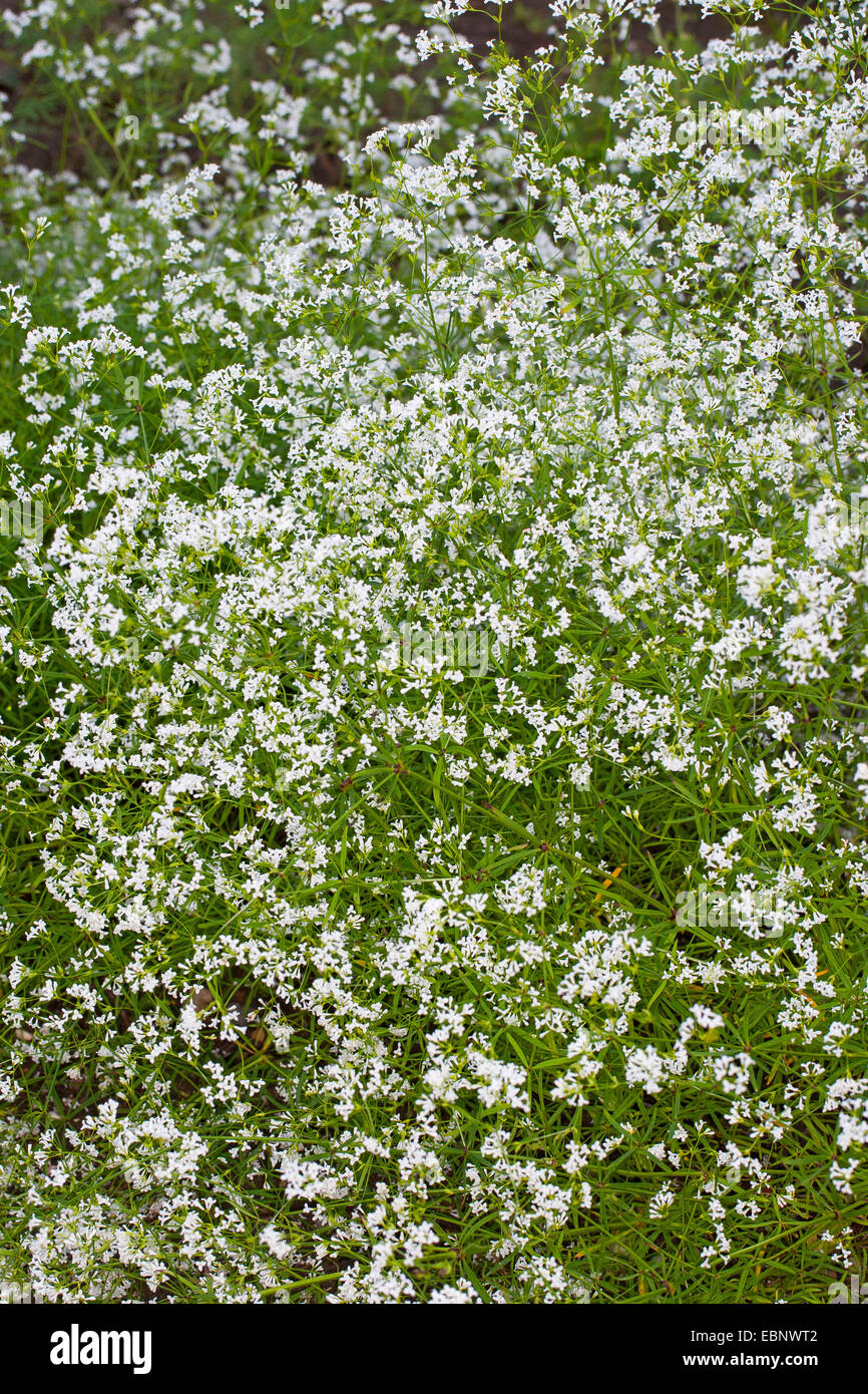 Dyer's woodruff (Asperula tinctoria), blooming, Germany Stock Photo